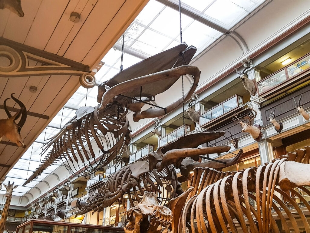 A basking shark skeleton in the Natural History Museum in Dublin, one of the best museums in Dublin that is free to visit