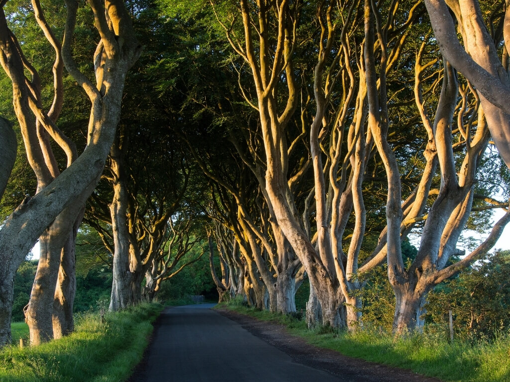 A picture of the famous Dark Hedges in Antrim, a road covered with entwined beech trees