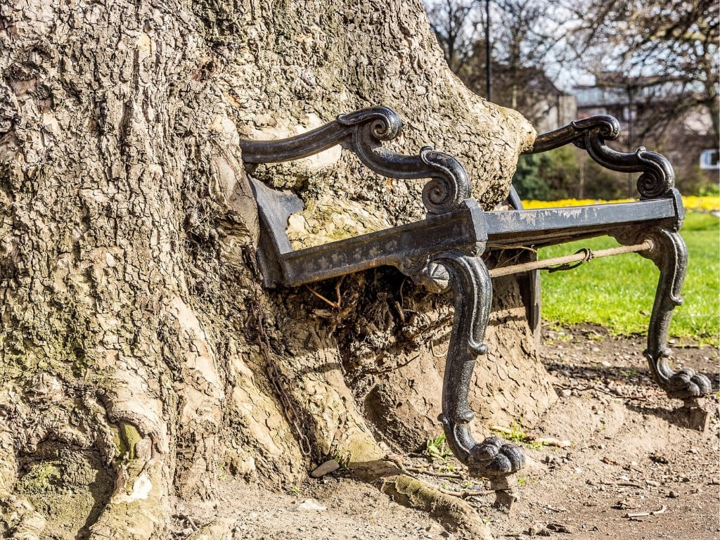 A picture of the Hungry Tree, a chair being swallowed by a tree, one of the unique and unusual things to do in Dublin