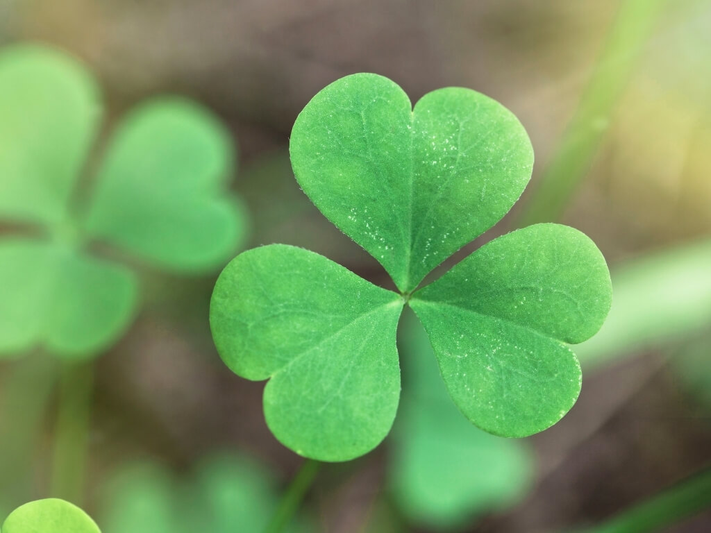 A picture of a single green Shamrock with some fade in the background