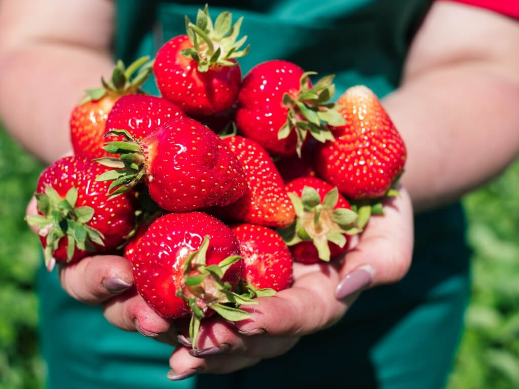 A picture of a lady's hands full of red, ripe strawberries