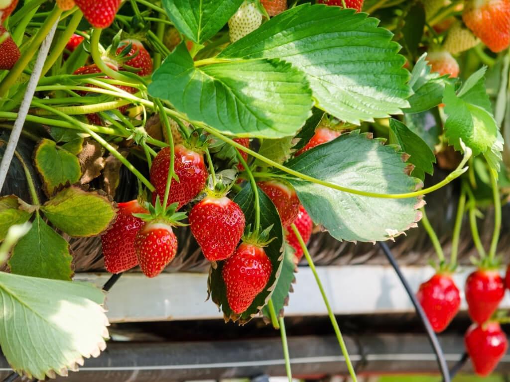 A picture of strawberry plants with red fruits on them