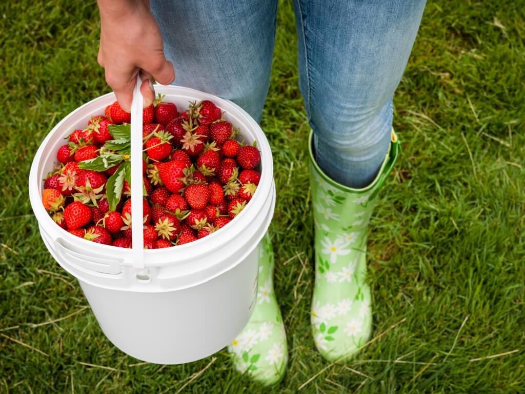 A picture of a lady in jeans and green flowery wellignton boots holding a white bucket filled with red strawberries