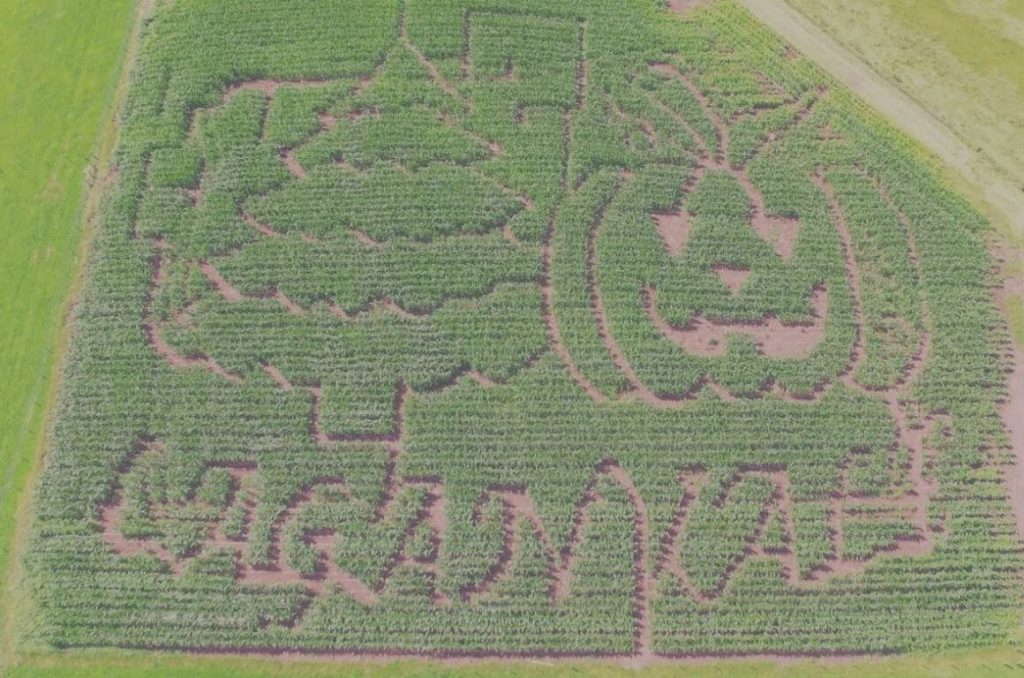 An aerial picture of the Laganvale maize maze in Northern Ireland