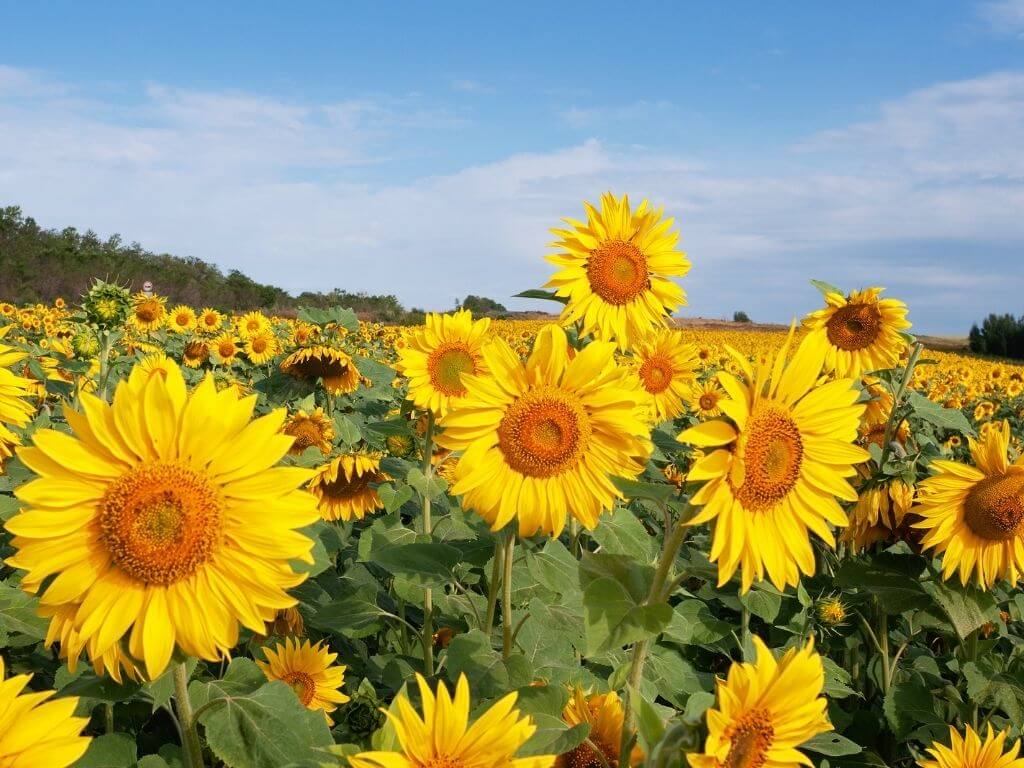 A picture of a field of sunflowers with blue skies overhead