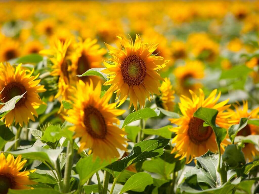 A picture of sunflower heads among a field of the flowers