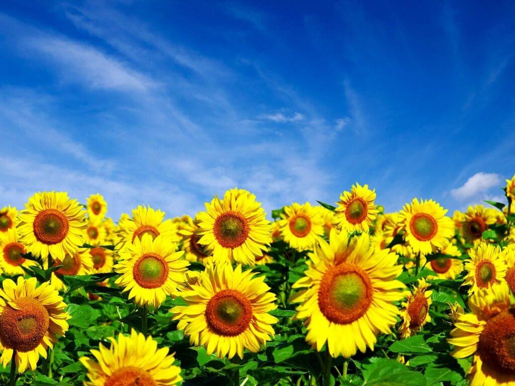 A picture of sunflowers with blue skies overhead