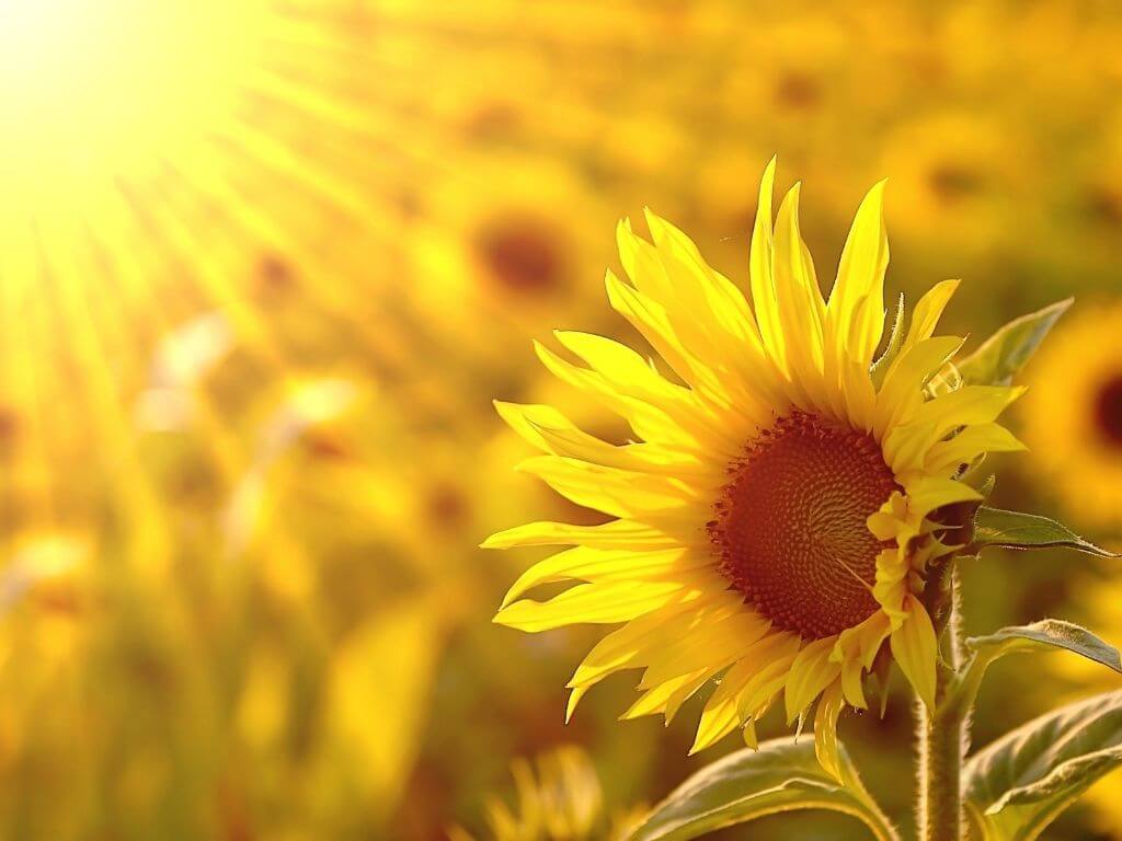 A picture of a sunflower among a field of the flowers with sunrays shining on the field