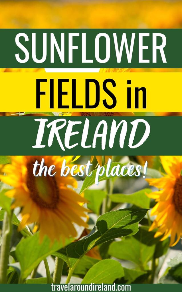 The Best Sunflower Fields in Ireland A Blooming Good Tour across the