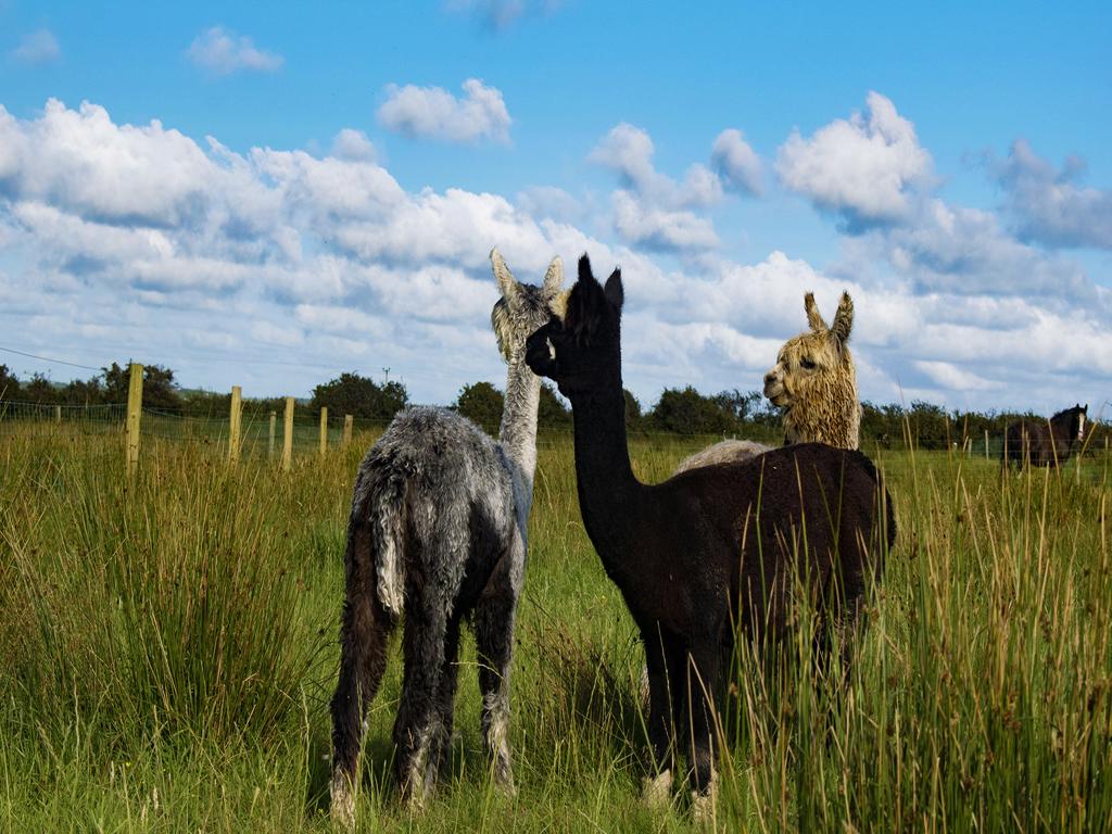 A picture of three alpacas standing in a field of green grass in Ireland