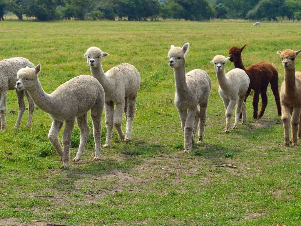 A group of alpacas walking in a green field