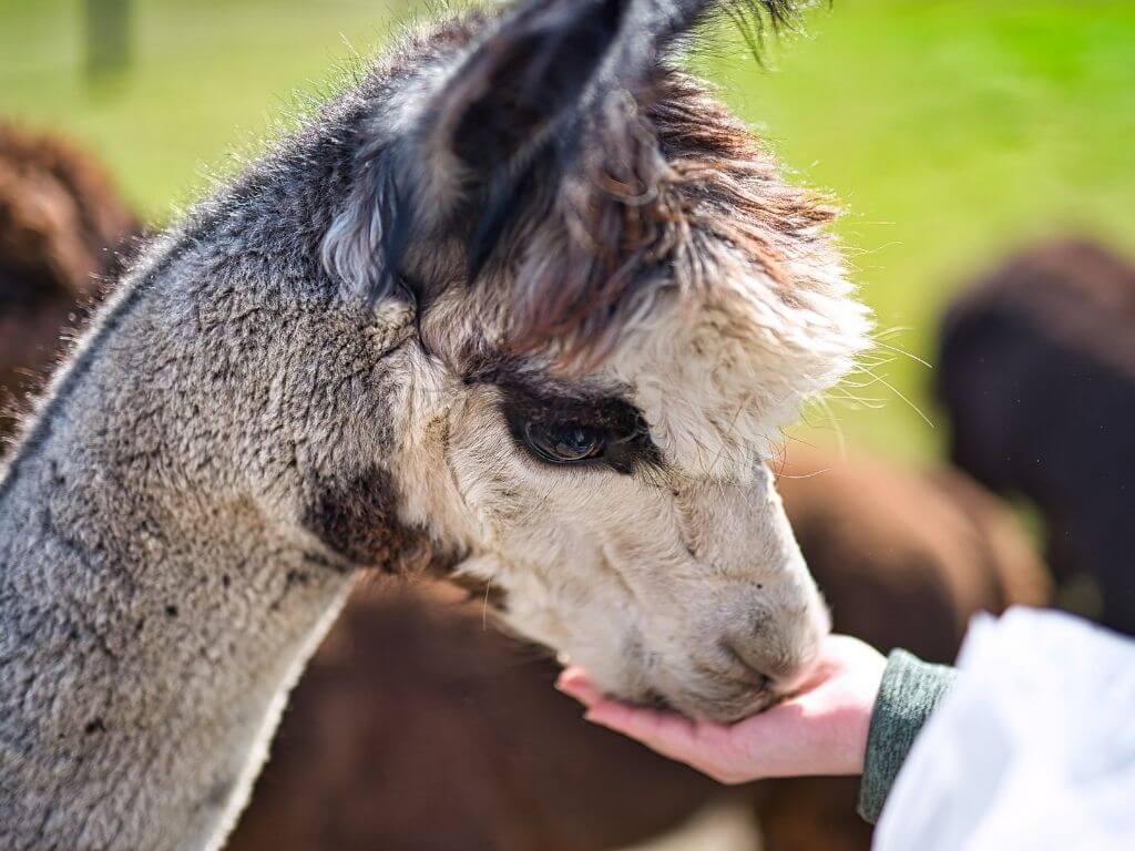 An alpaca being fed by someone