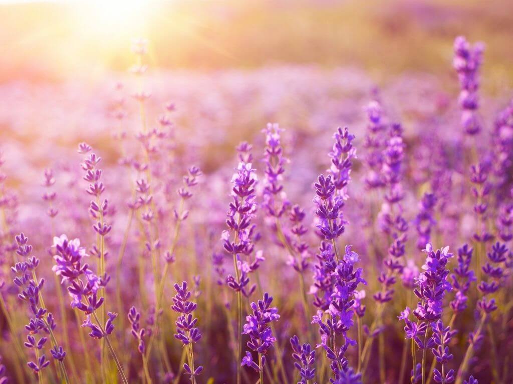 A picture of a lavender flower field with the sun shining down on it