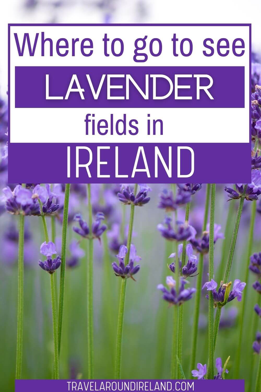 Best Lavender Fields Ireland Purple Blooms to Brighten Your Day