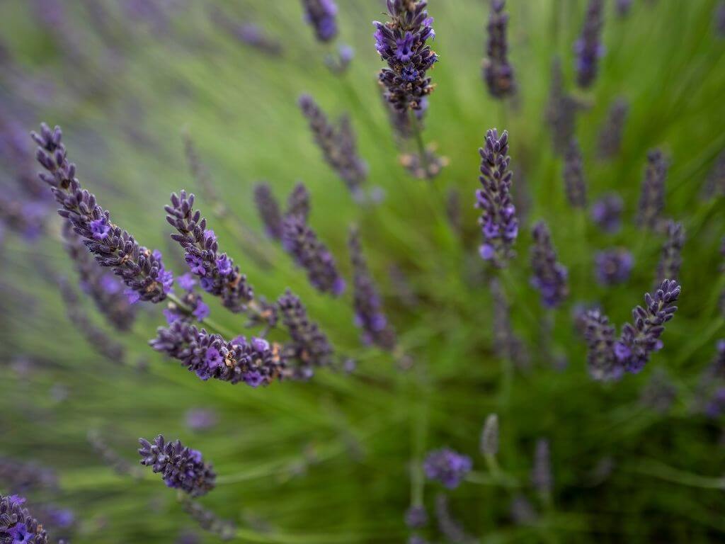 A close-up picture of some lavender flowers in a field