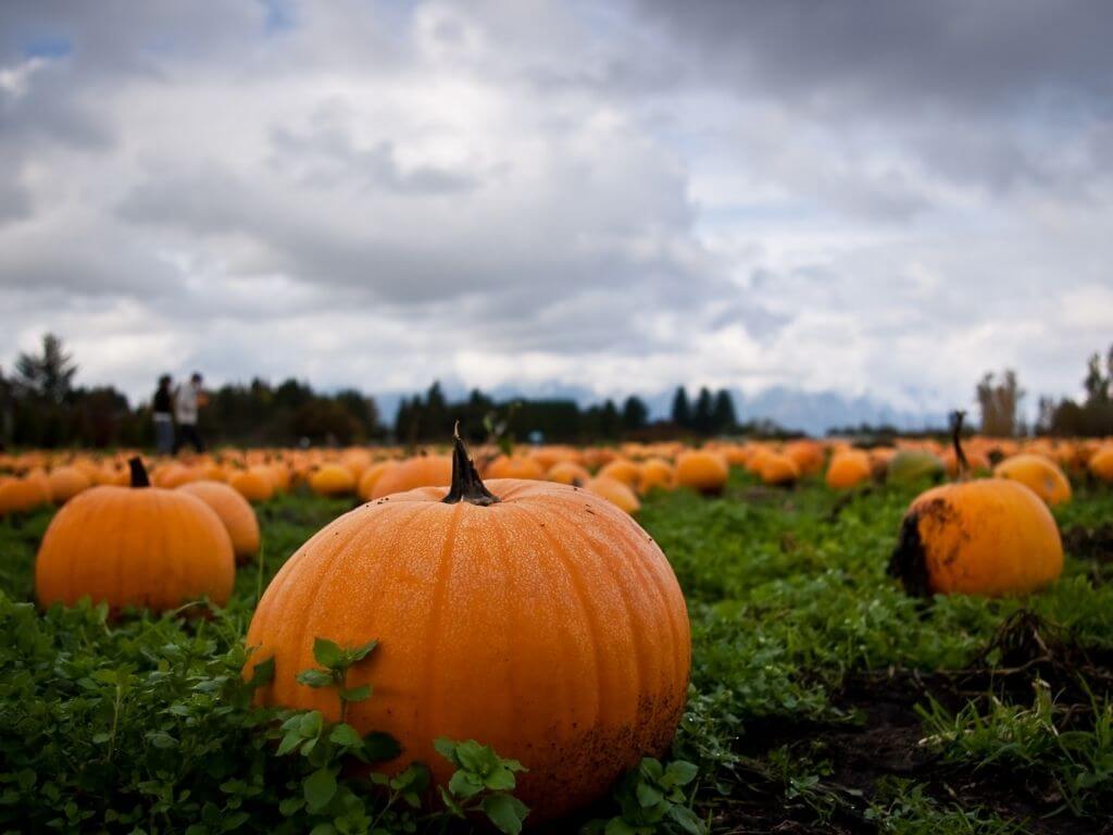 A picture of a field of pumpkins with some closeup and cloudy skies above