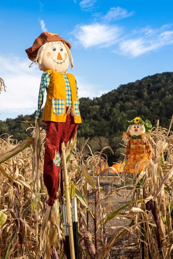 A picture of some Halloween scarecrows in a corn field