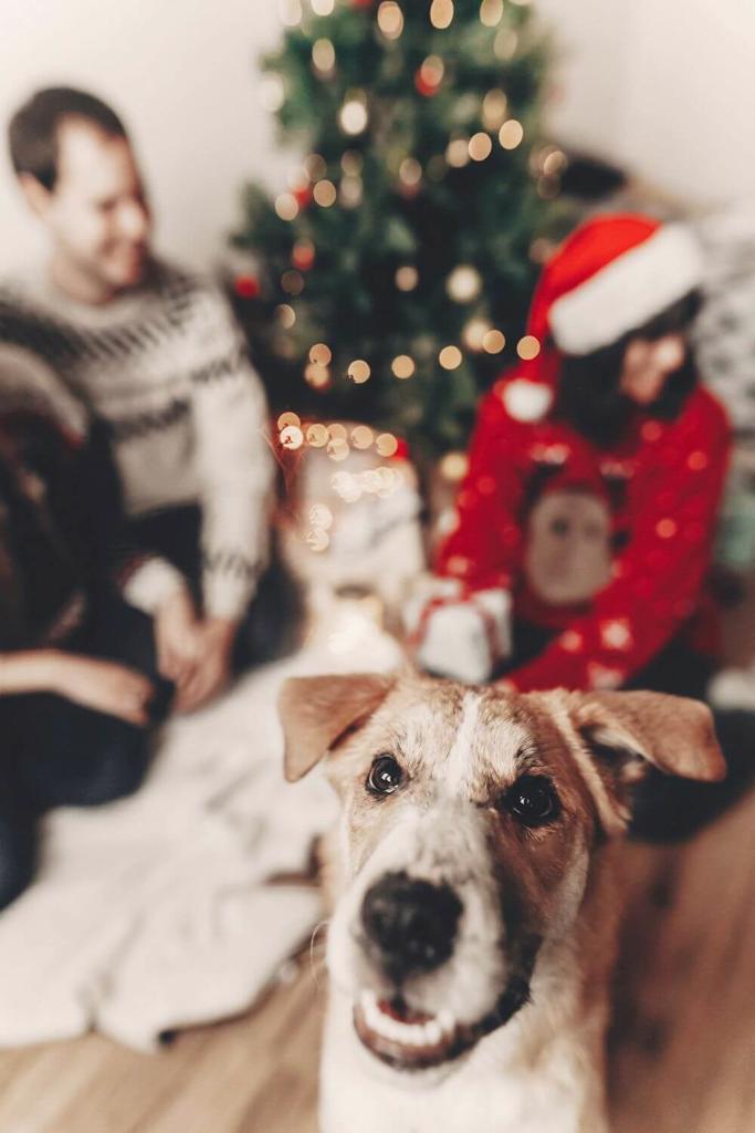 A picture of a dog in front of a couple sitting by a Christmas tree