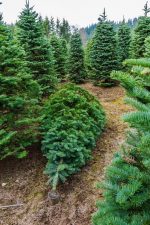 Best Christmas Tree Farms in Ireland – Where to Buy Your Real Tree