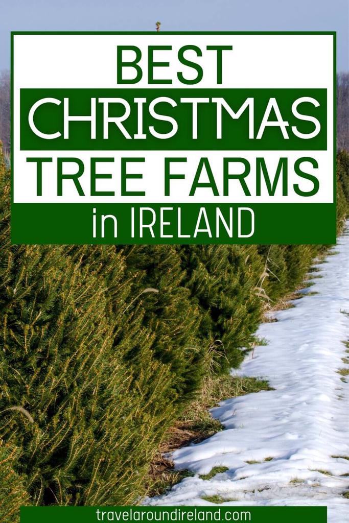A picture of real Christmas trees with snow on the ground and with text overlay saying Best Christmas Tree Farms in Ireland