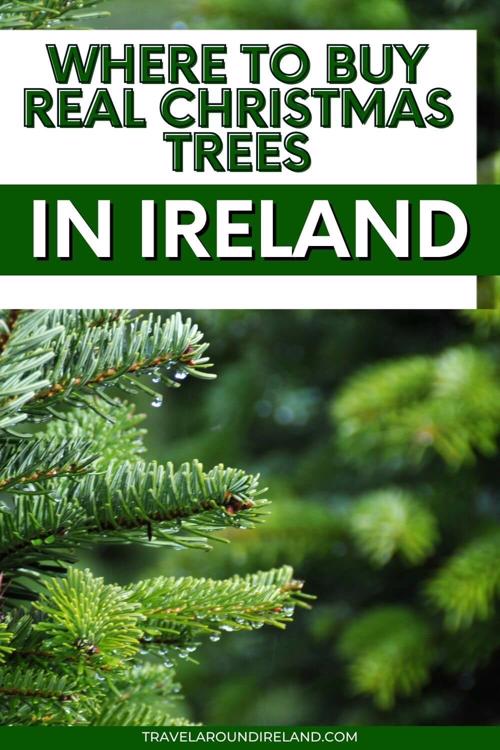 A close-up picture of needles of a real Christmas tree with text overlay saying Where to Buy Real Christmas Trees in Ireland