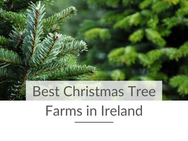 A shot of silvery needles of a real Christmas tree with text overlay saying Best Christmas Tree Farms in Ireland