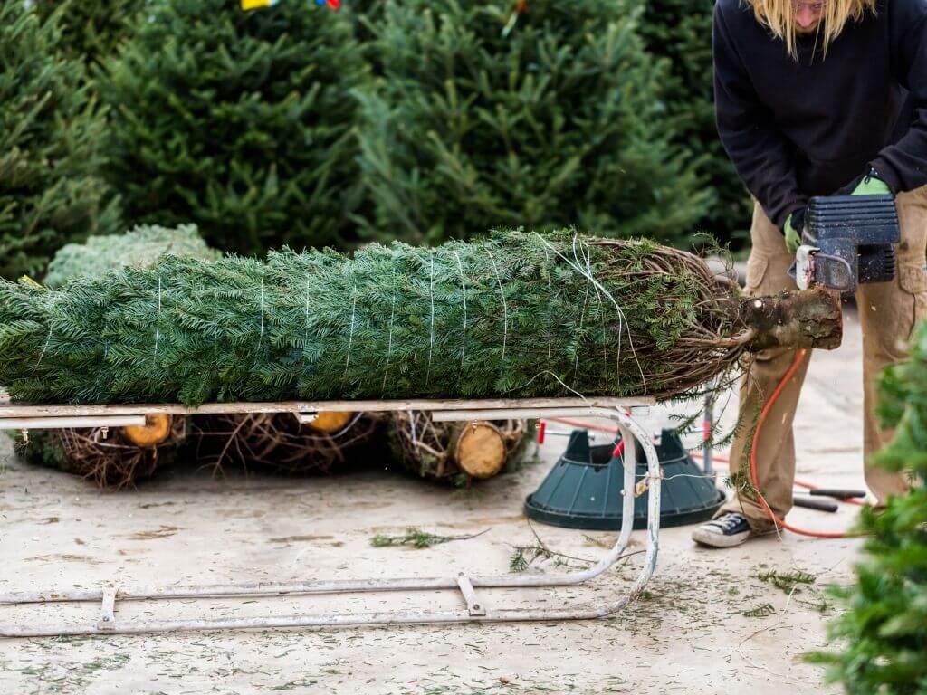 A pre-cut Christmas tree being wrapped ready for transport