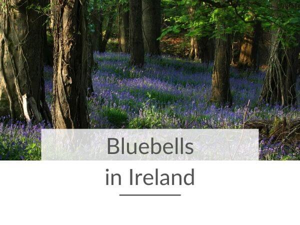 A picture of a woodland forest in spring with a thick carpet of bluebells and text overlay saying bluebells in Ireland