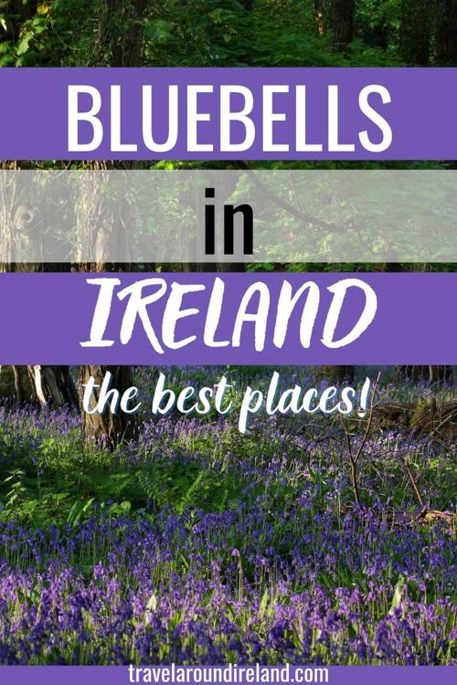 A picture of a wood with a thick carpet of bluebells and text overlay saying Bluebells in Ireland - The Best Places to See Them