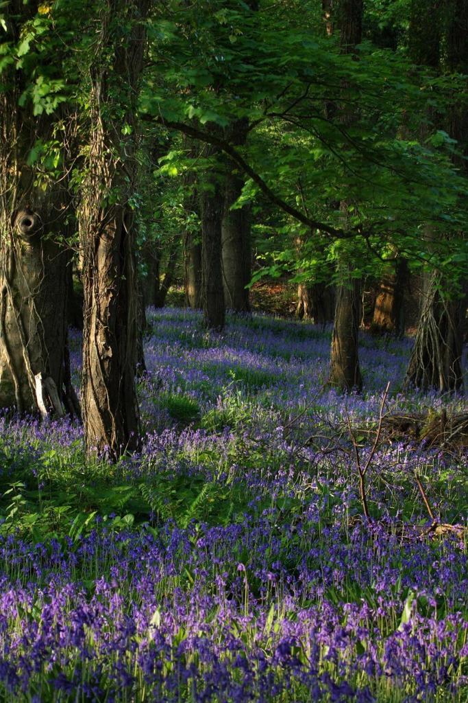 A picture of a thick carpet of bluebells in a woodland landscape