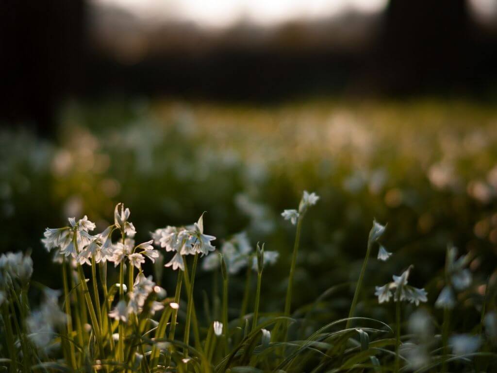 A picture low down of rare white bluebells