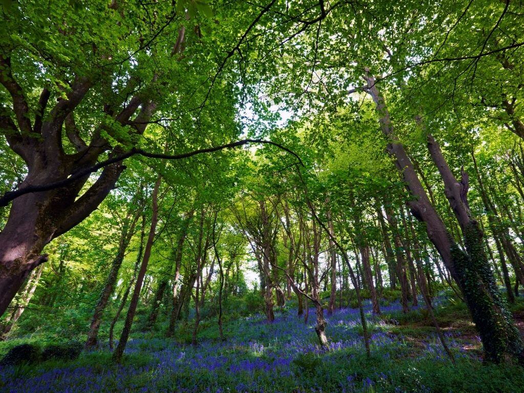 A picture of bluebells on the woodland floor with trees surrounding them