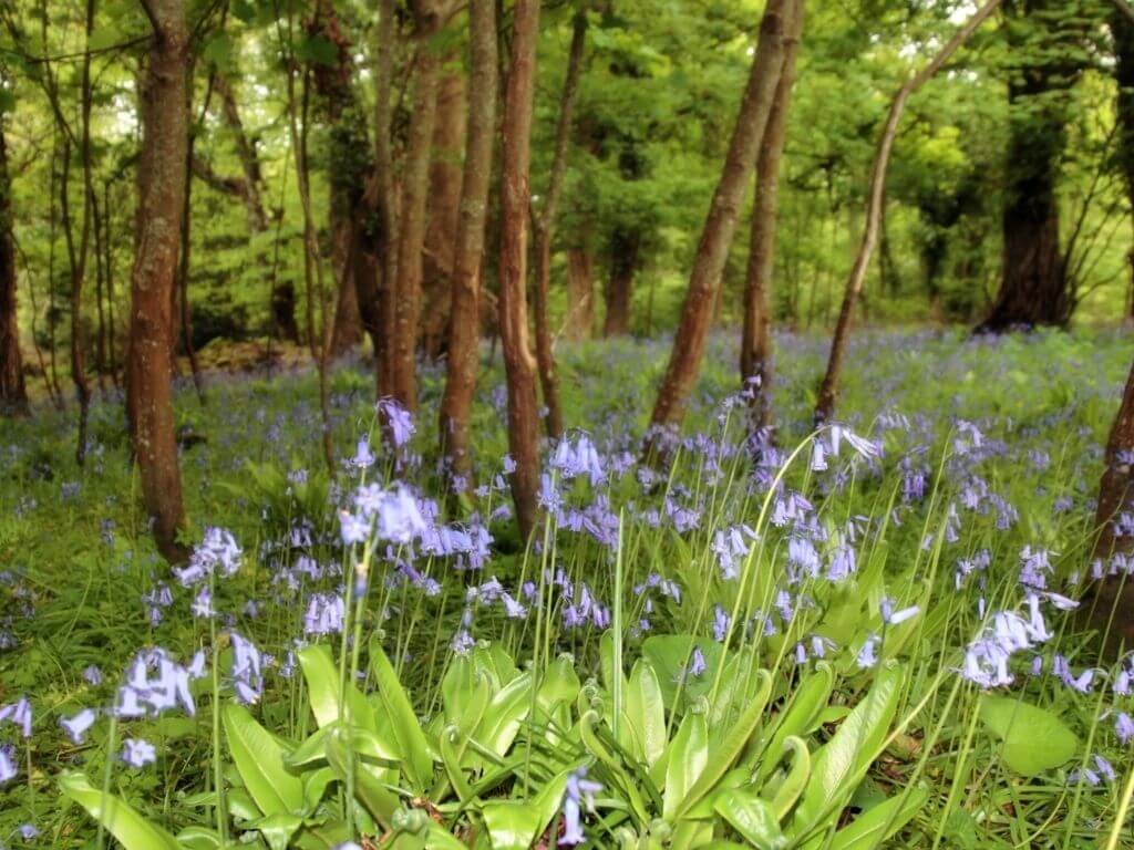 A picture of bluebells in a wooded landscape