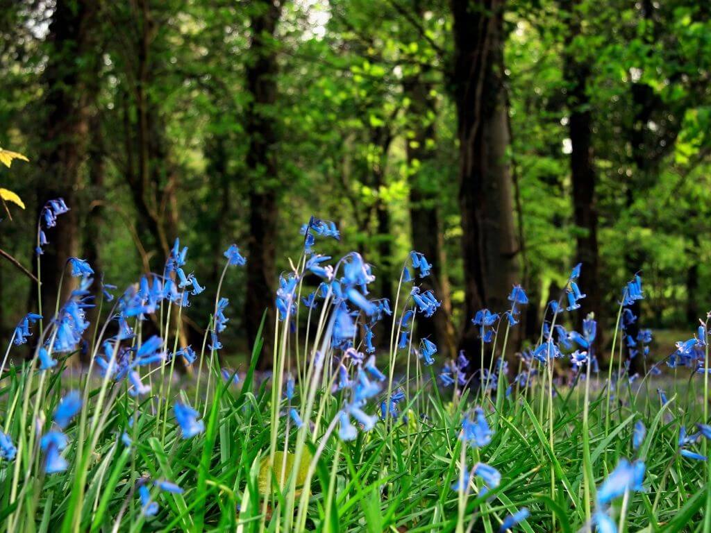 A picture from low down of bluebells in front of trees in a wood