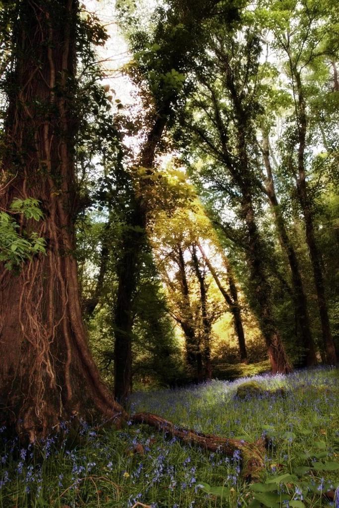 A picture of a wood with a carpet of bluebells and the sun peeking through the trees
