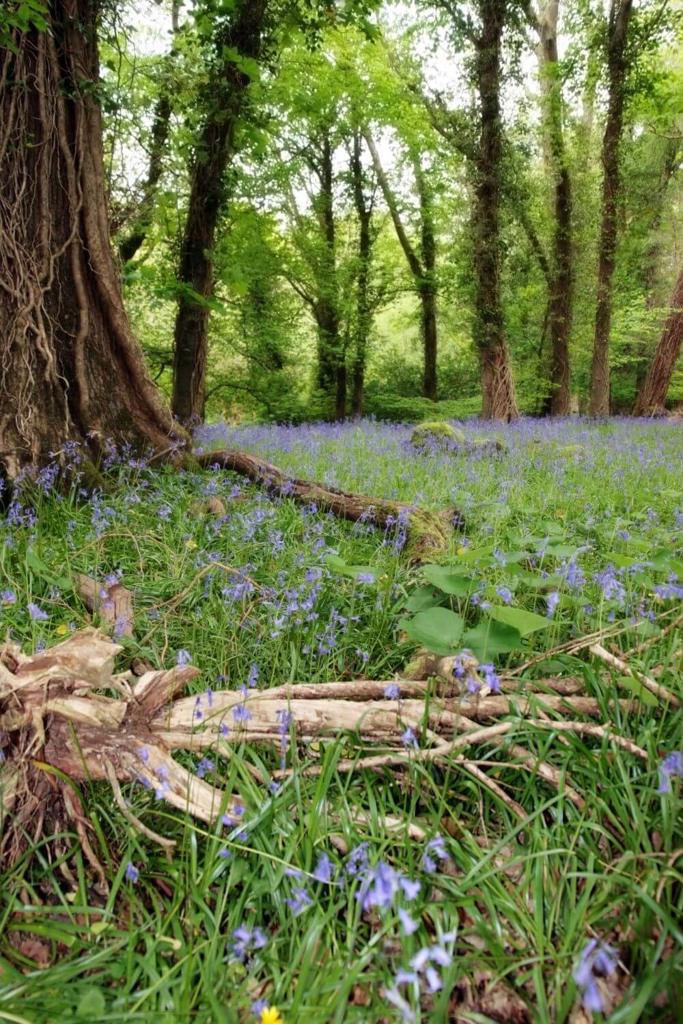 A picture low down of bluebells on the woodland floor with tree roots and trees visible