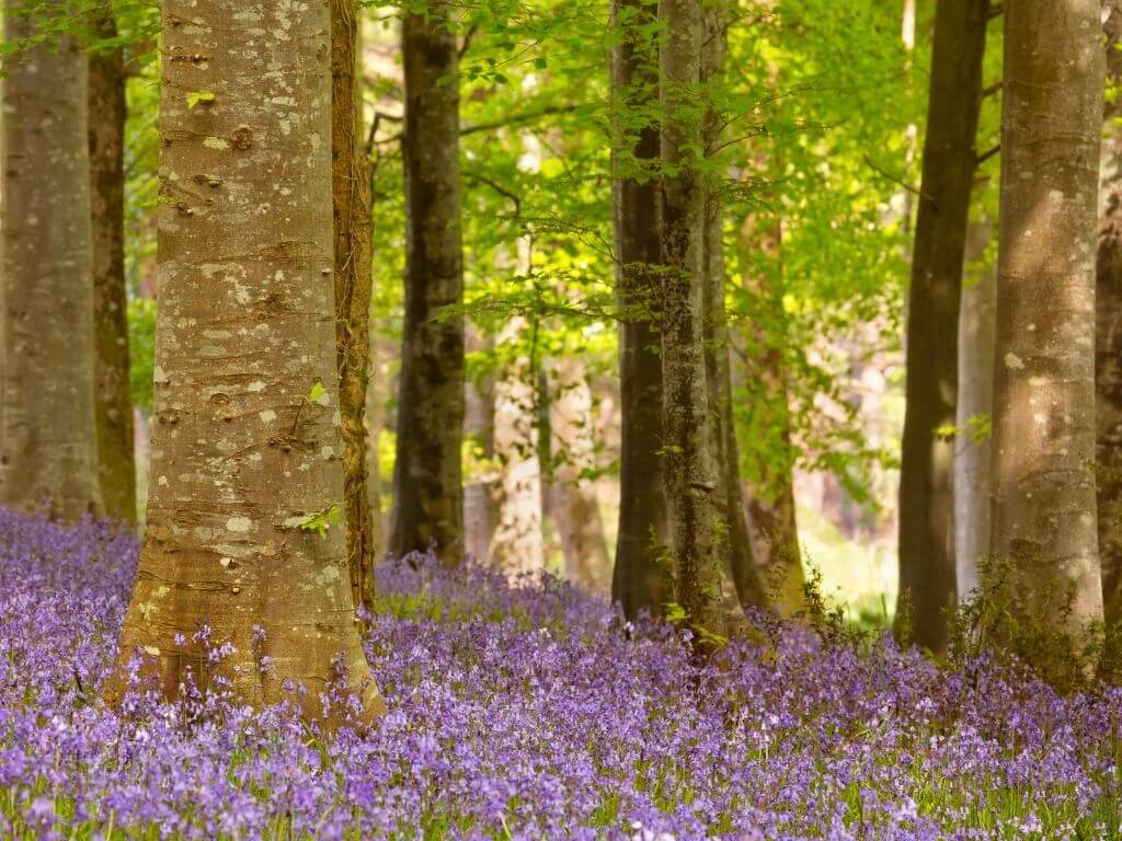 A picture of a thick carpet of bluebells in a woodland area in spring
