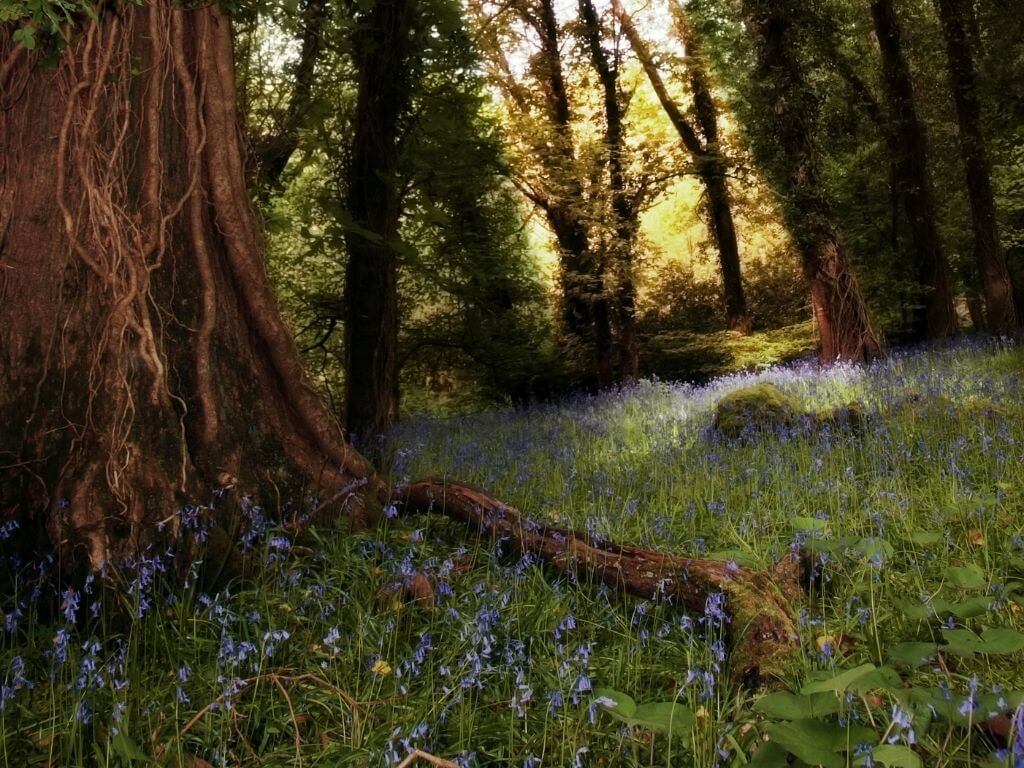 A picture of some sunlight peering through tree trunks with a carpet of bluebells on the forest ground