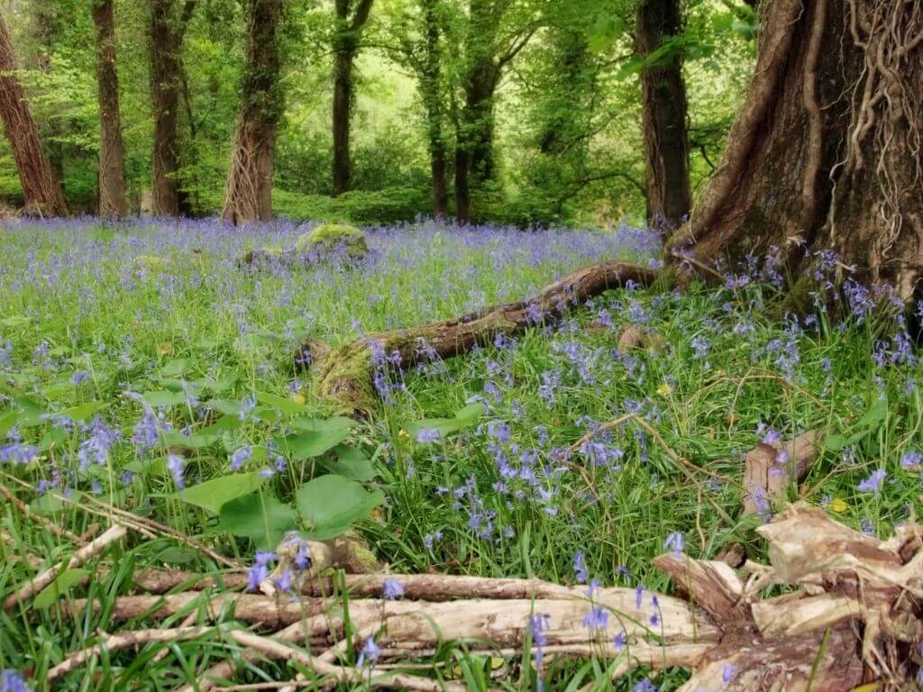 A picture of some trees roots among a carpet of bluebells in spring