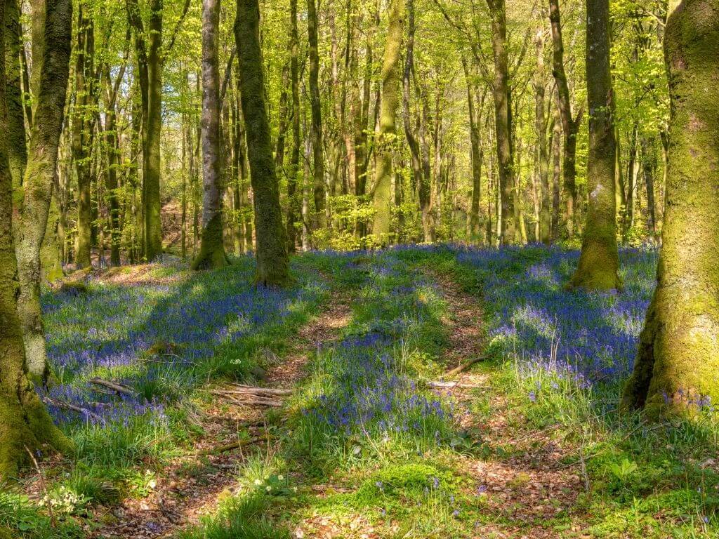 A picture of woodland tracks surrounded by bluebells in spring