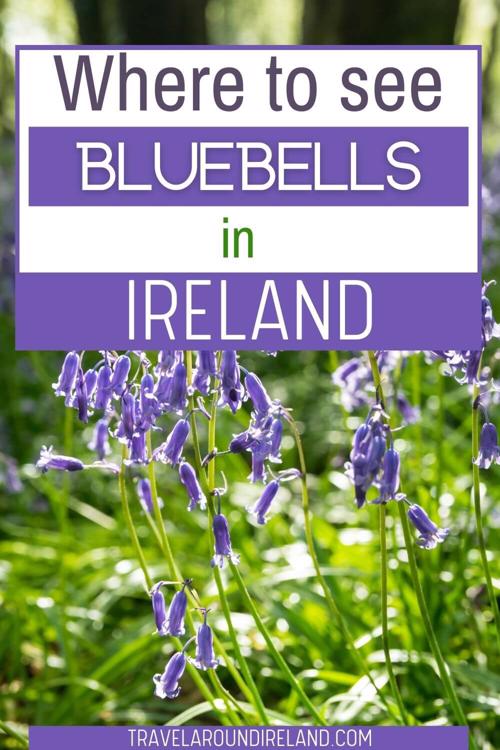 A close-up picture of bluebells with text overlay saying Where to See Bluebells in Ireland