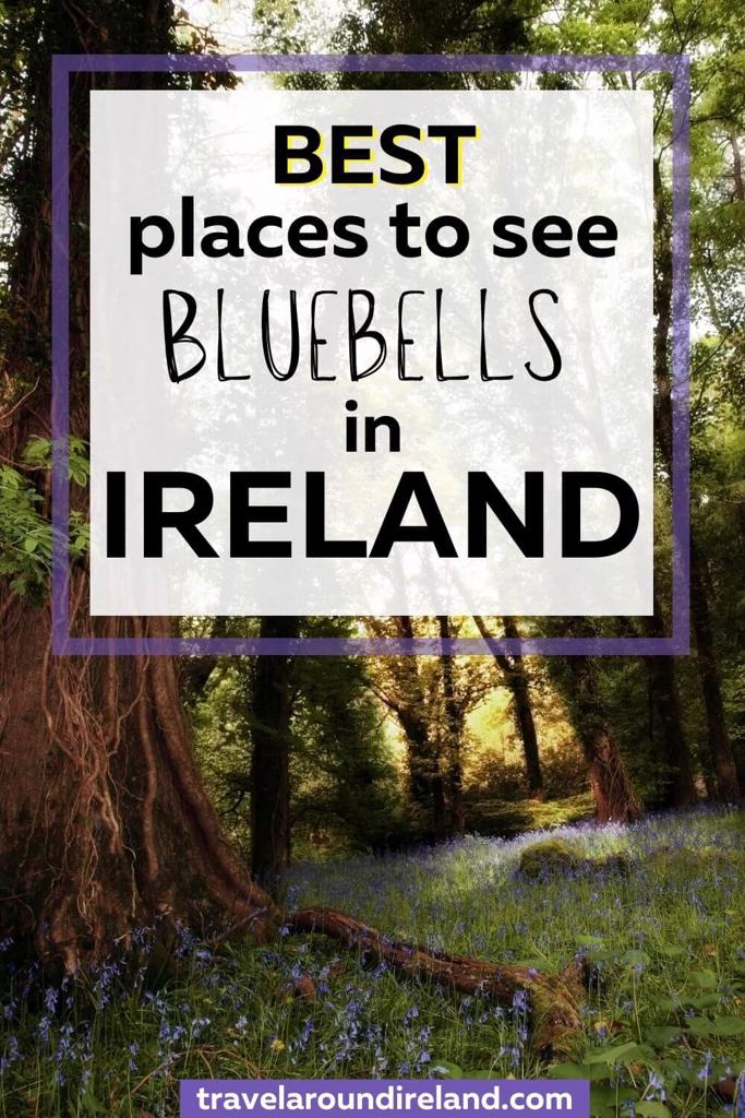A picture of bluebells under trees in a forest with text overlay saying best places to see bluebells in Ireland