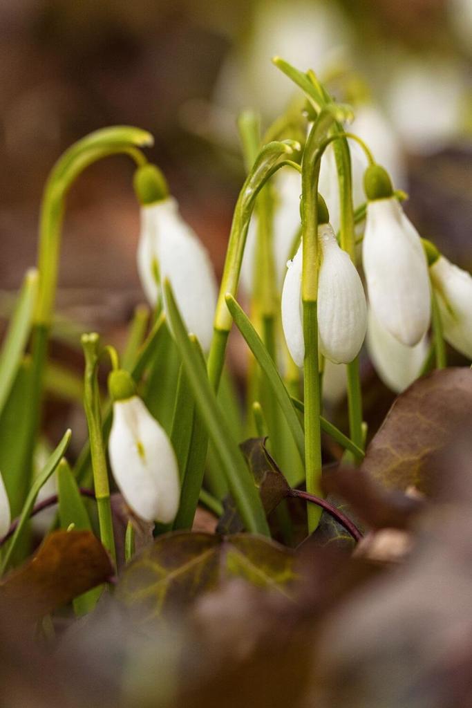 A portrait picture of some newly sprung snowdrops