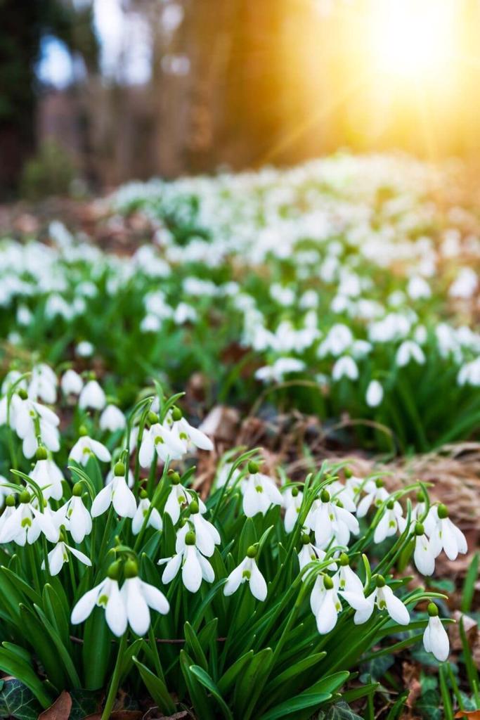 A portrait picture of a blanket of white snowdrops in a woodland setting