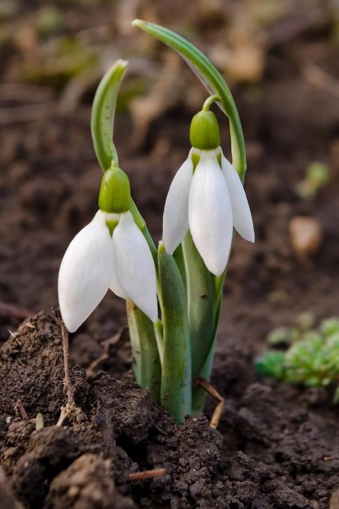 A picture of two newly sprung snowdrop flowers