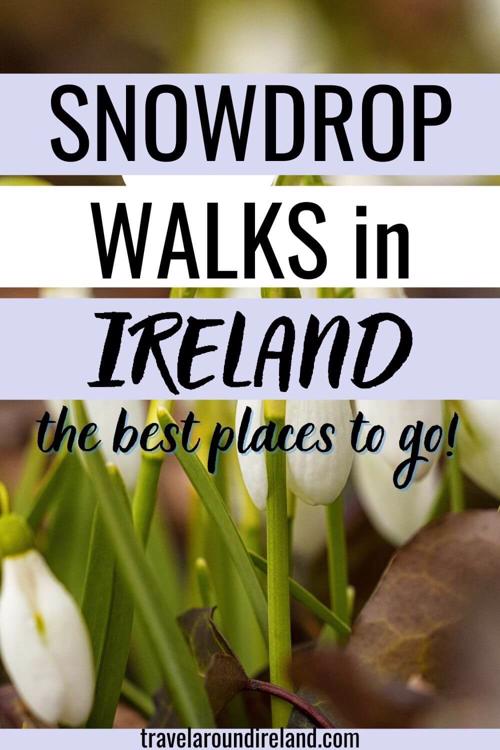 A picture of some snowdrops with text overlay saying Where to Find the Best Snowdrop Walks in Ireland