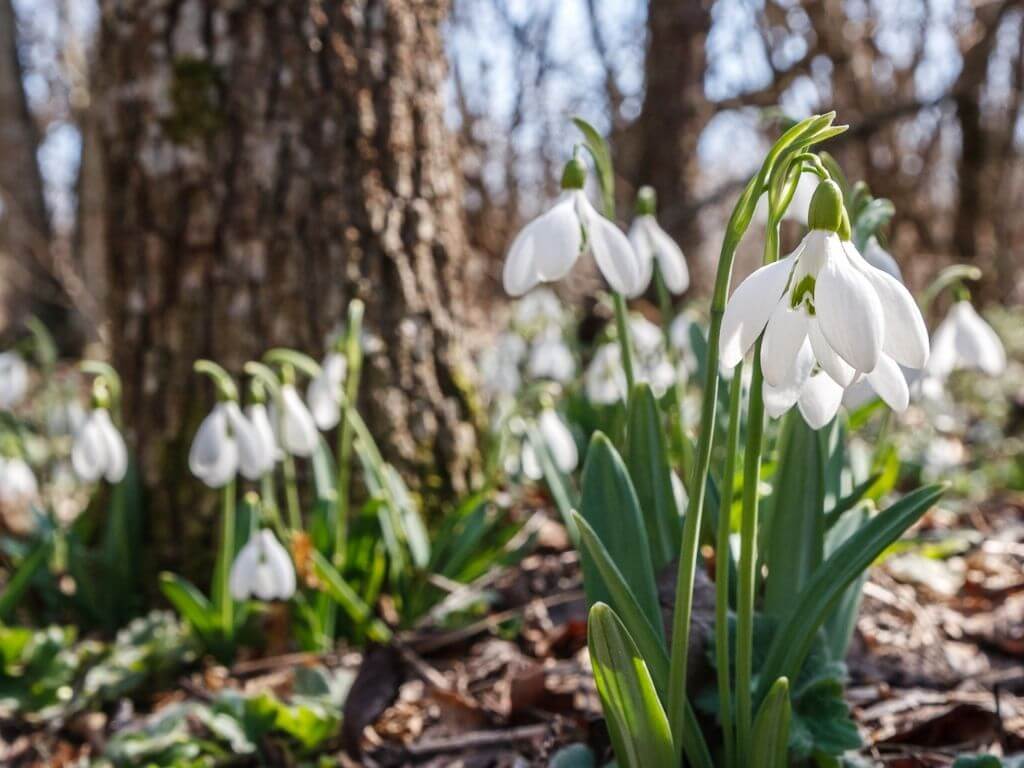 A picture of some snowdrops against a woodland background
