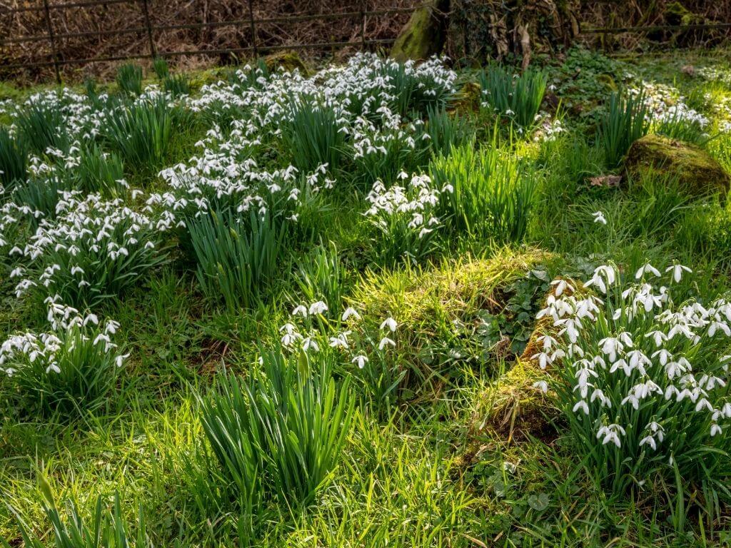 A picture of patches of white snowdrops in lush green grass