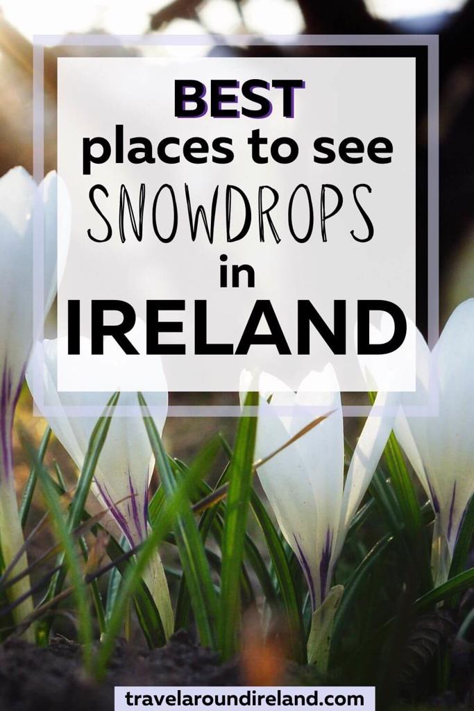 A picture of some newly sprung snowdrops flowers at ground level with text overlay saying Best Places to See Snowdrops in Ireland