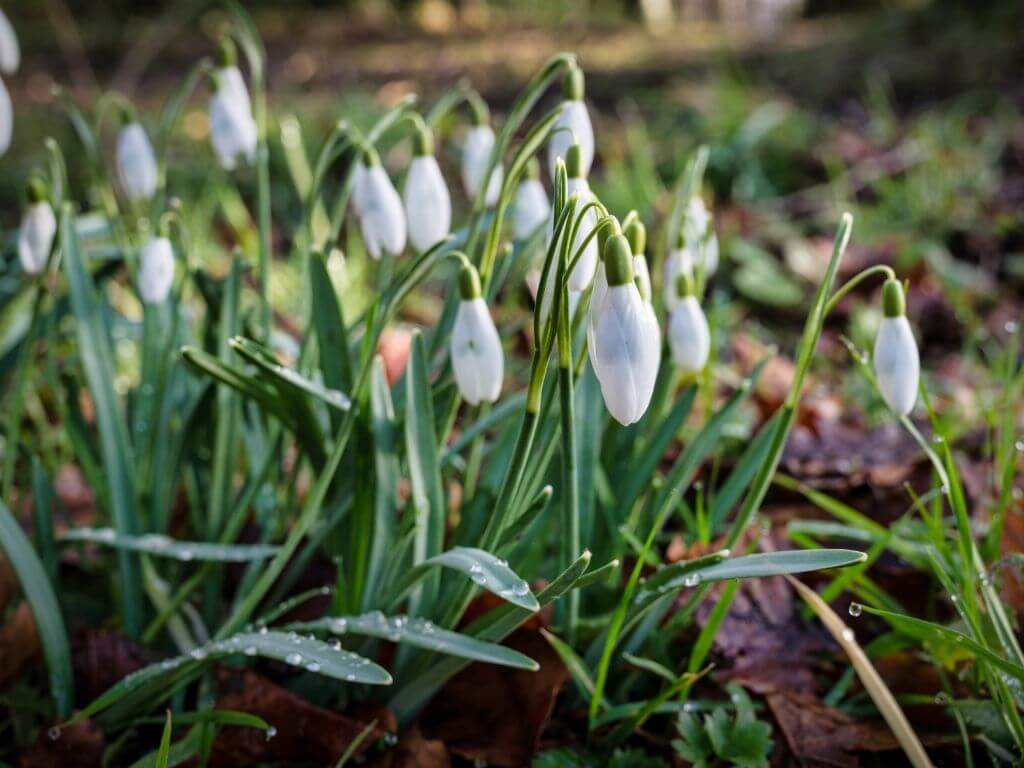 A close up picture of some white snowdrops in spring